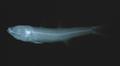 Epigonus denticulatus (x-ray)