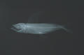 Parexocoetus mento (x-ray)