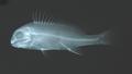 Plectorhinchus lineatus (x-ray)
