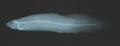 Paramisgurnus dabryanus (x-ray)