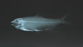 Zacco platypus (x-ray)