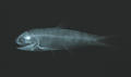 Thryssa dussumieri (x-ray)