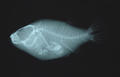 Canthigaster compressa (x-ray)