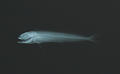 Coryphaena hippurus (x-ray)