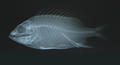 Sargocentron ensifer (x-ray)