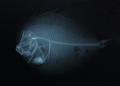 Bothus myriaster (x-ray)