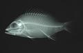 Lutjanus dodecacanthoides (x-ray)