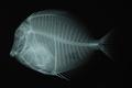 Acanthurus nigricans (x-ray)