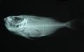 Priacanthus fitchi (x-ray)