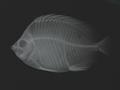 Chaetodon guentheri (x-ray)