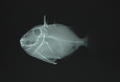 Pseudobalistes fuscus (x-ray)