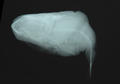 Sphoeroides pachygaster (x-ray)