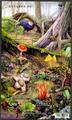 Sp.568 Wild Mushrooms of Taiwan Postage Stamps (II) (彩色)