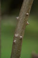 Erythrina caffra Thunb.