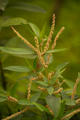 Boehmeria densiflora Hook.&Arn.