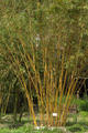 Bambusa multiplex (Lour.) Raeuschel cv. 'Alphonso karri'