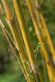 Bambusa multiplex (Lour.) Raeuschel cv. 'Alphonso karri'
