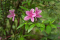 Rhododendron kanehirai Wilson
