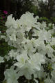 Rhododendron pulchrum Sweet