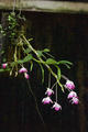 Dendrobium linawianum Reichb. f.