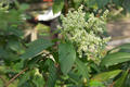 Wendlandia uvariifolia Hance