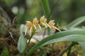 Bulbophyllum umbellatum Lindl.