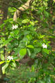 Gardenia jasminoides Ellis