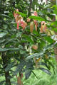 Cinnamomum iners Reinw. ex Blume