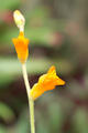Dyckia remotiflora Otto
