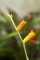 Dyckia remotiflora Otto