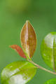 Eurya emarginata (Thunb.) Makino