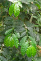 Coffea arabica Linn