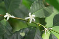 Coffea arabica Linn