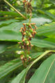 Alpinia kusshakuensis Hayata