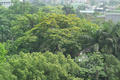 Pterocarpus vidalianus Roxb.