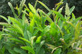 Alpinia galanga Willd.