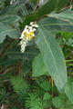 Alpinia zerumbet（Pers.）Burtt＆Smith