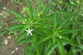 Hippobroma longiflora (L.) G. Don