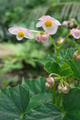 Begonia formosana (Hayata) Masamune