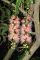 Barringtonia racemosa (L.) Blume ex DC.