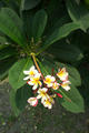Plumeria rubra L. var. acutifolia (Poir.) L. H. Bailey