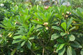 Plumeria rubra L. var. acutifolia (Poir.) L. H. Bailey