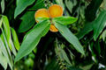 Diospyros philippensis (Desr.) Gurke