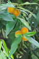 Diospyros philippensis (Desr.) Gurke