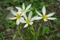 Zephyranthes candida (Lindl.) Herb.