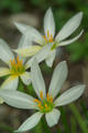 Zephyranthes candida (Lindl.) Herb.