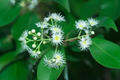 Syzygium formosanum (Hayata) Mori