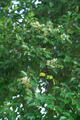Syzygium formosanum (Hayata) Mori