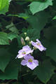 Thunbergia grandiflora Roxb.