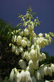 Yucca gloriosa L.